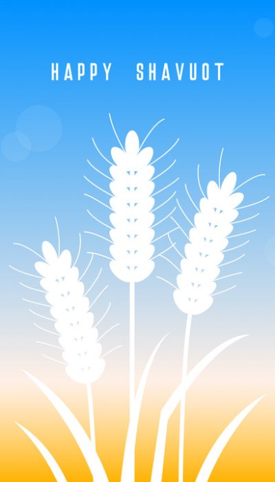 Happy Shavuot holiday design. Wheat field. Happy Shavuot! Wheat. Vector illustration. Concept of Judaic holiday Shavuot. Happy Shavuot in Jerusalem. Land of Israel wheat harvest greeting card